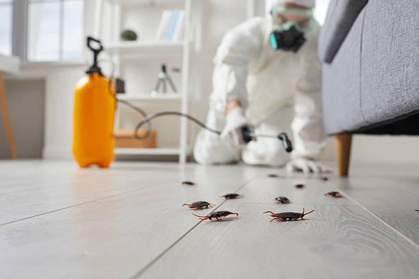 Post-Treatment Bed Bug Interceptor Monitoring in Bellevue